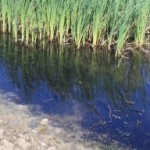 Pond-with-Bulrushes_Typha-Latifolia__4800IMG_9923-480x320